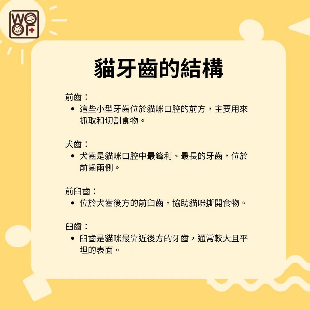 貓牙齒的結構