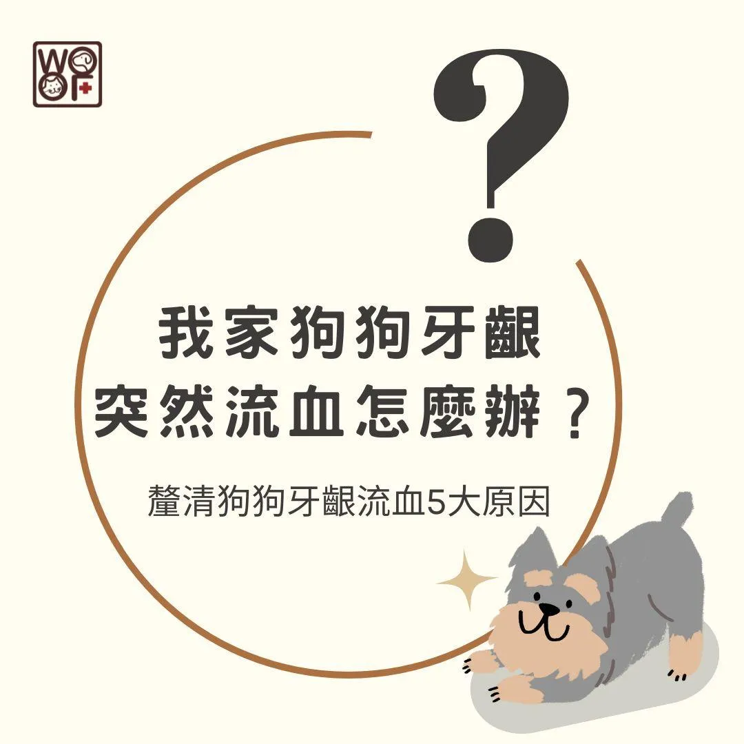 說明我家狗狗牙齦突然流血怎麼辦