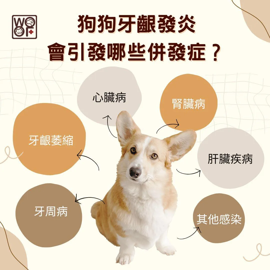 說明狗狗牙齦發炎還會引發哪些併發症?