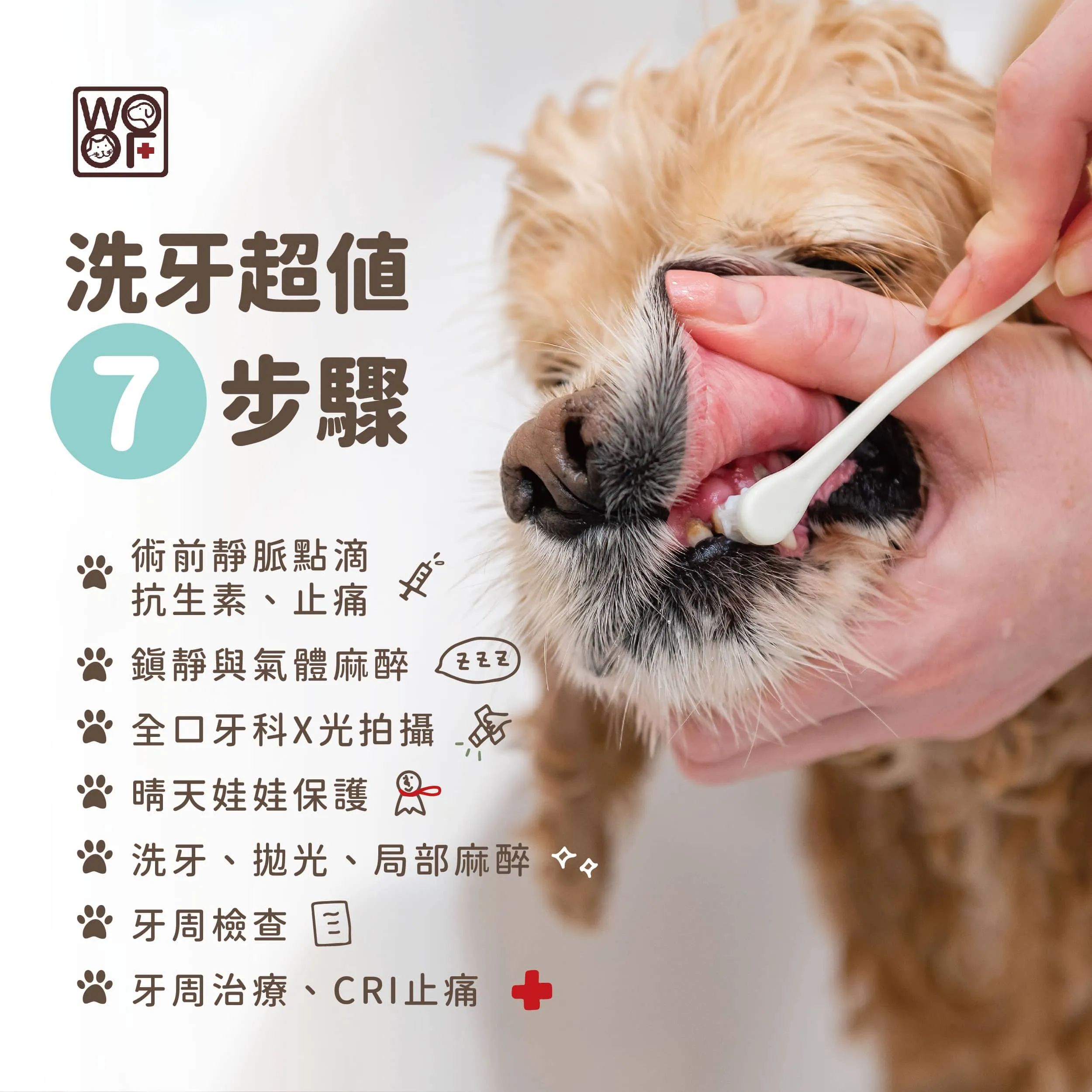 犬貓洗牙超值7步驟！常見QA大集合