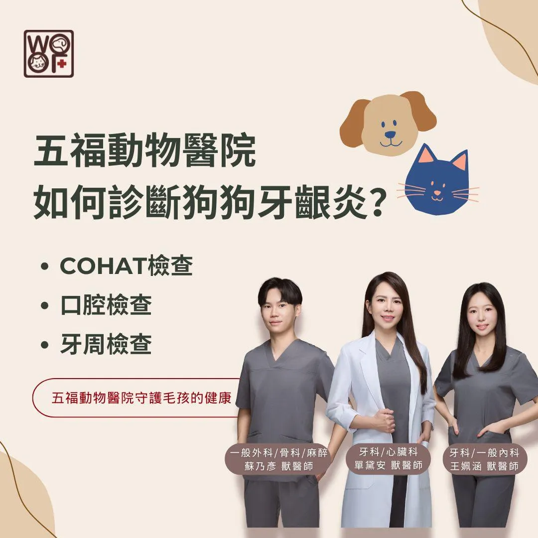 說明五福動物醫院如何診斷狗狗牙齦炎?