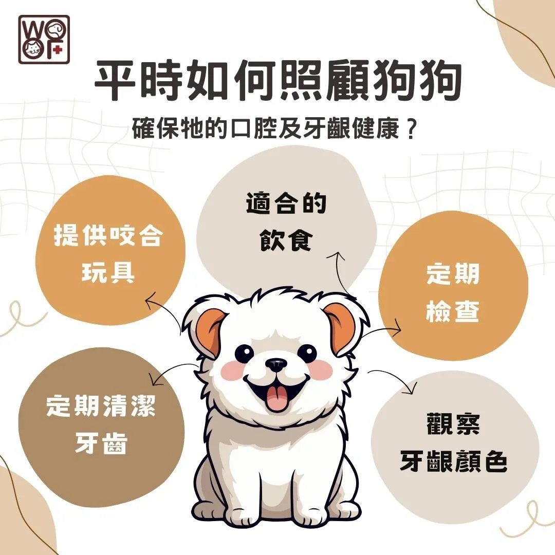 說明平時如何照顧狗狗確保牠的口腔及牙齦健康
