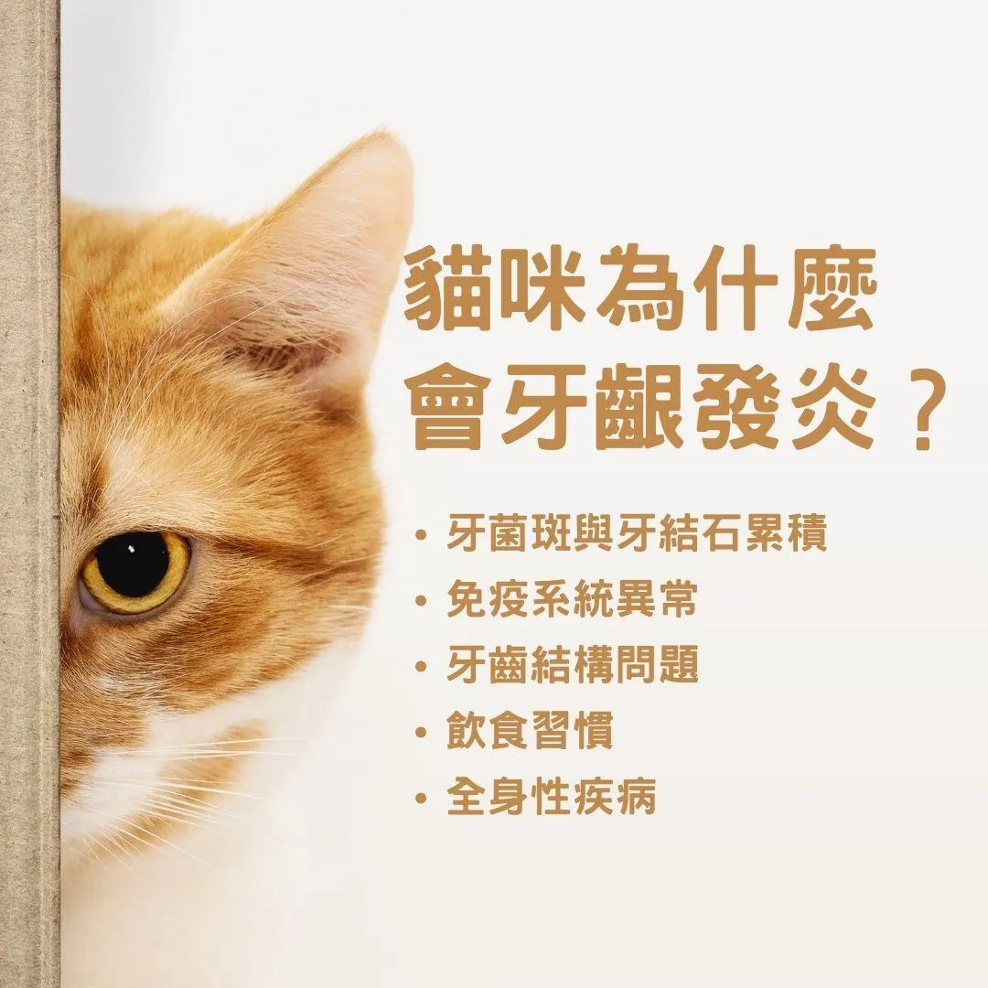 說明貓咪為什麼會牙齦發炎?