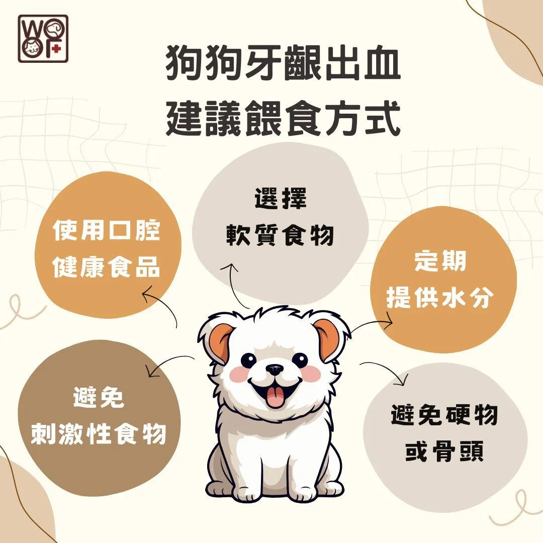 說明當狗狗牙齦出血建議餵食方式