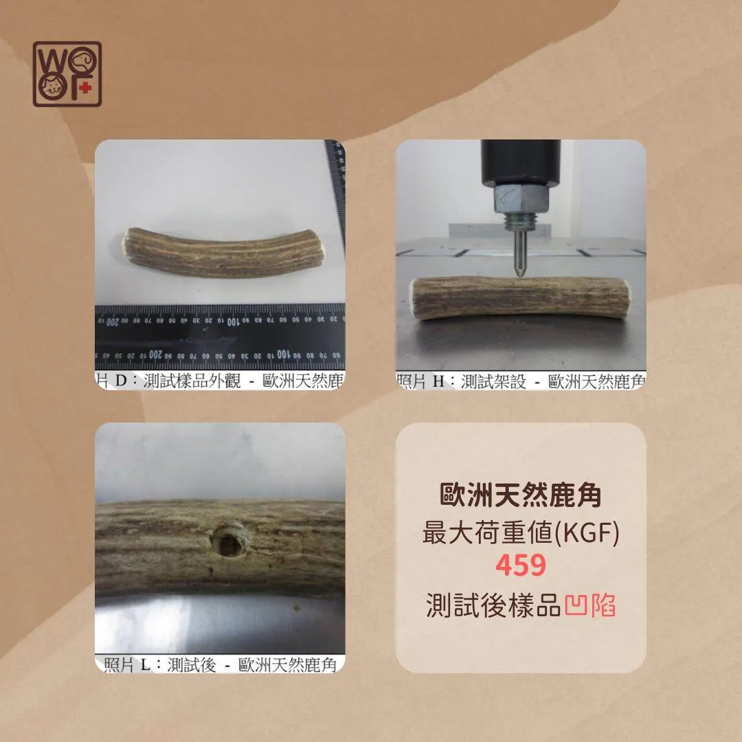 歐洲天然鹿角