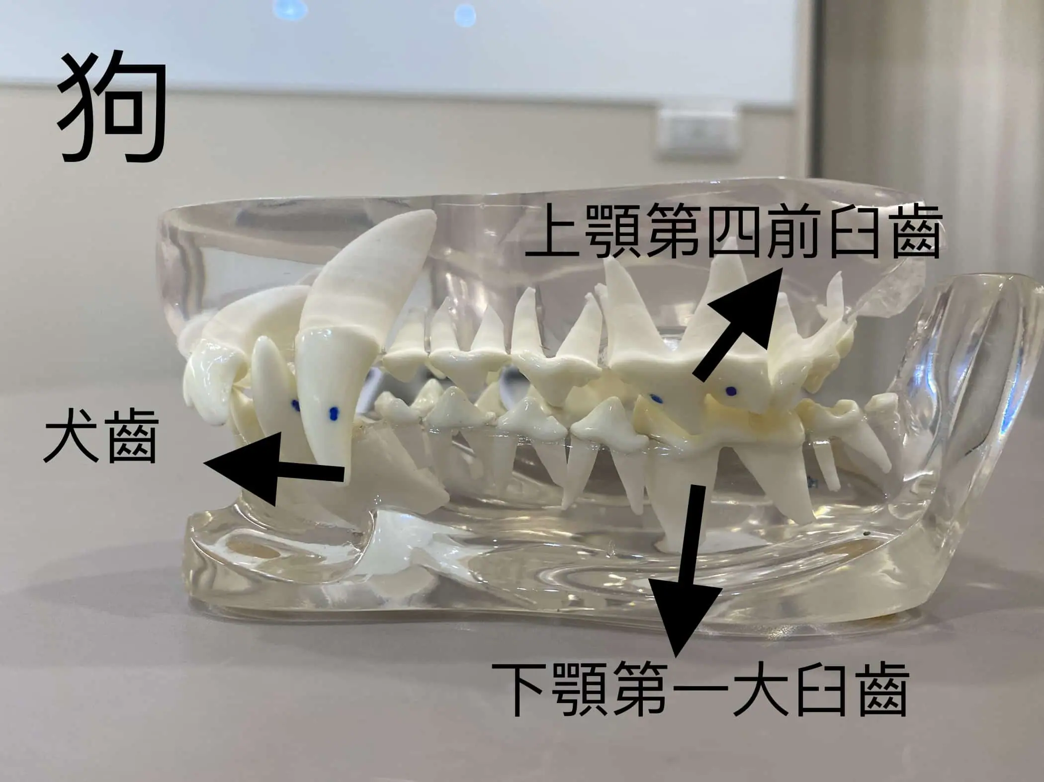 狗狗牙齒模型圖,狗狗牙齒以撕裂、咬碎功能為主,牙齒呈尖銳樣