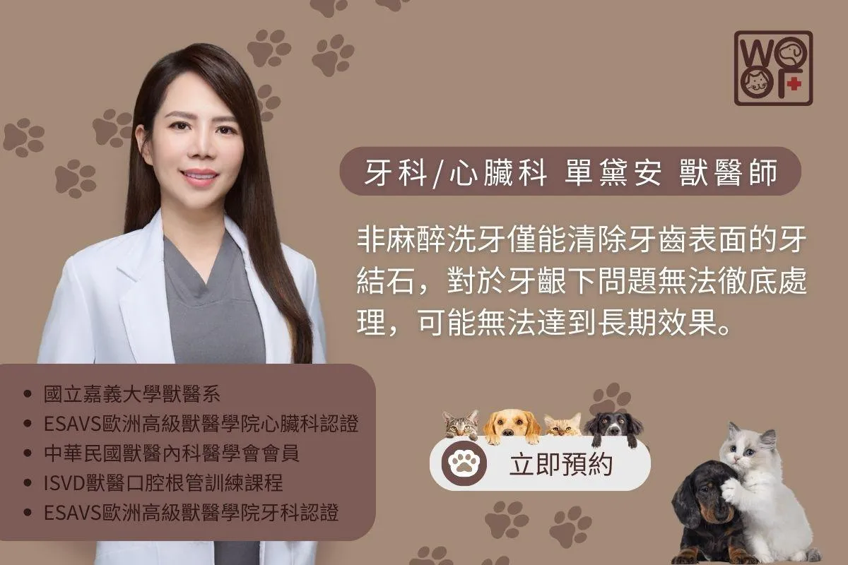 狗狗洗牙不麻醉的話,僅能清除牙齒表面的牙結石,對於牙齦下問題無法徹底處理,可能無法達到長期效果。