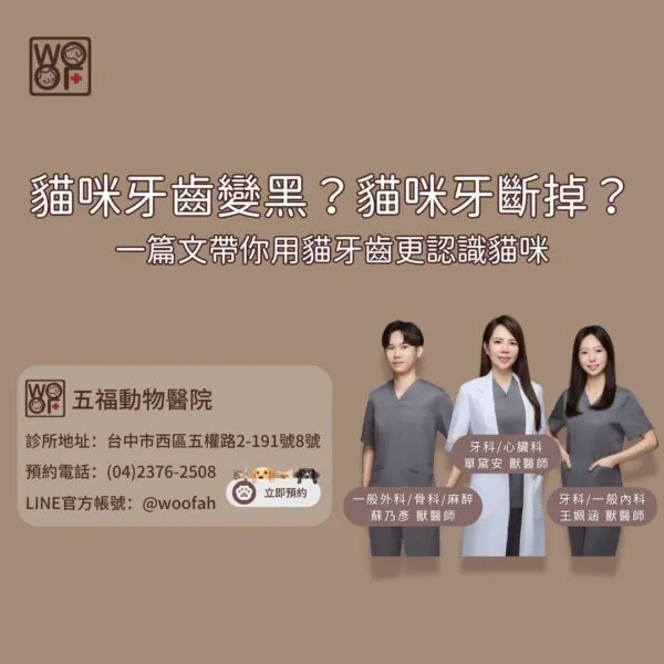 貓咪牙齒變黑？貓咪牙斷掉？一篇文帶你用貓牙齒更認識貓咪
