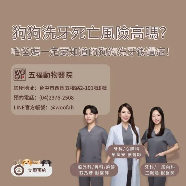 狗狗洗牙死亡風險高嗎？毛爸媽一定要知道的狗狗洗牙後遺症！