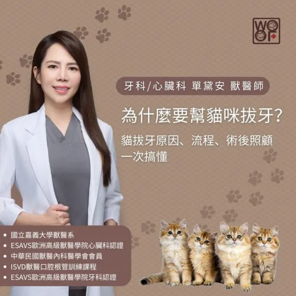 為什麼要幫貓咪拔牙？貓拔牙原因、流程、術後照顧一次搞懂